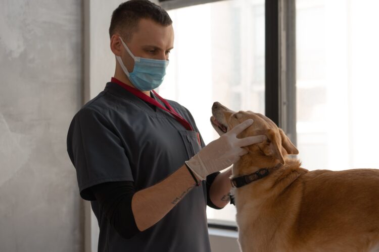 a doctor checking the dog